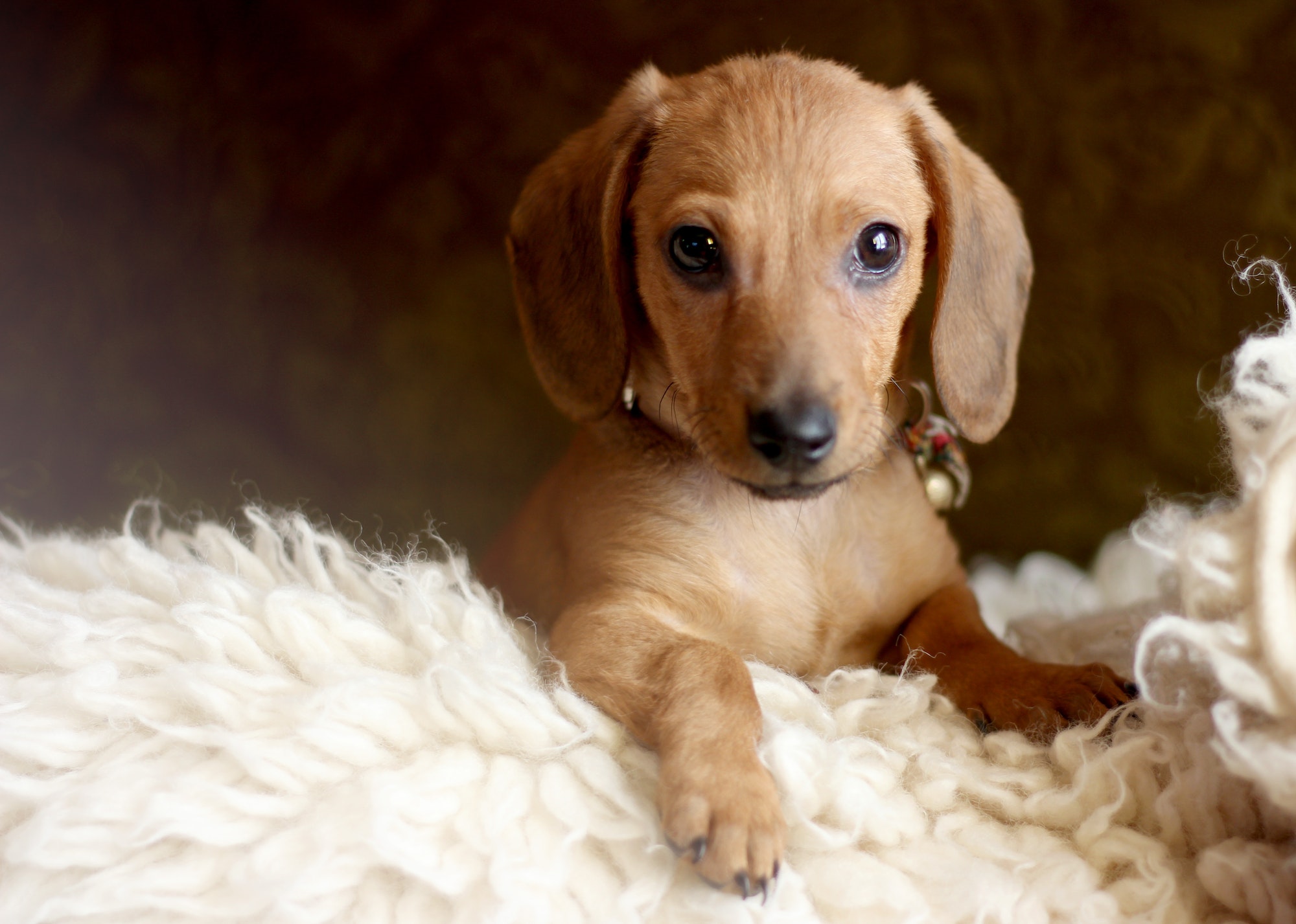 Portrait of a dog dachshund on the bed