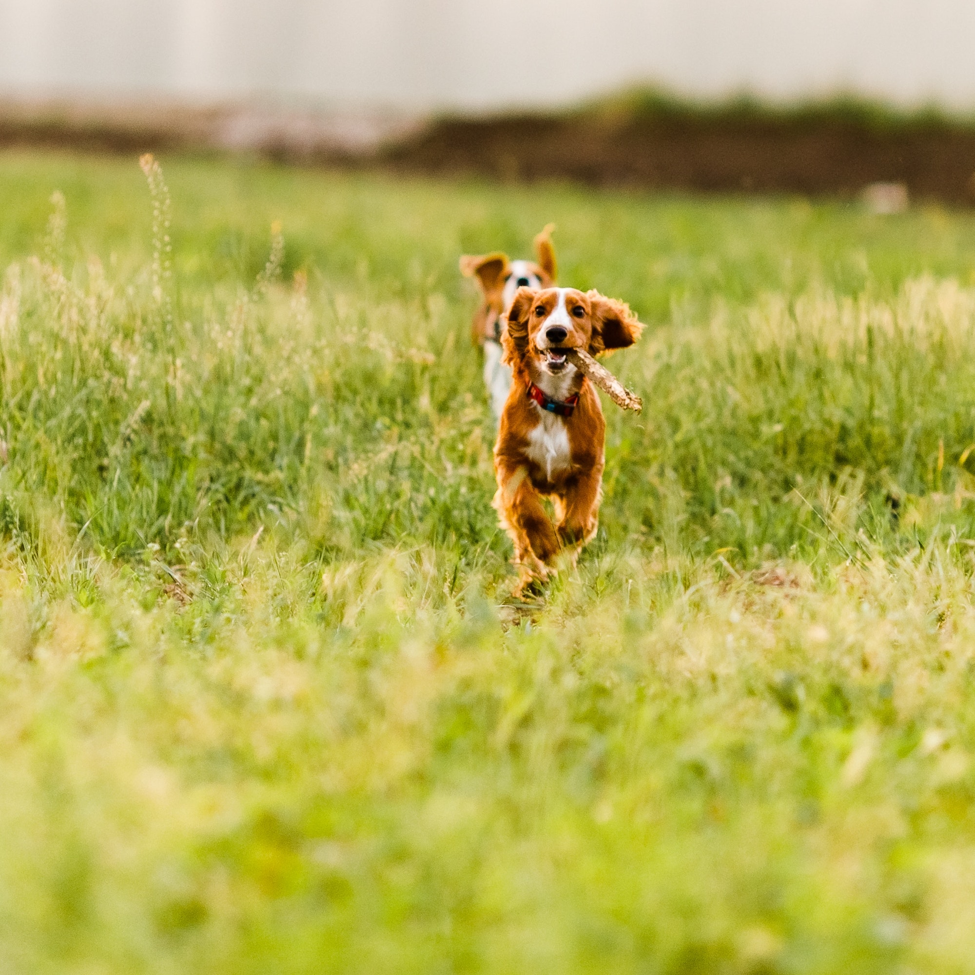 Young ginger spaniel y running in a green field and playing with a stick