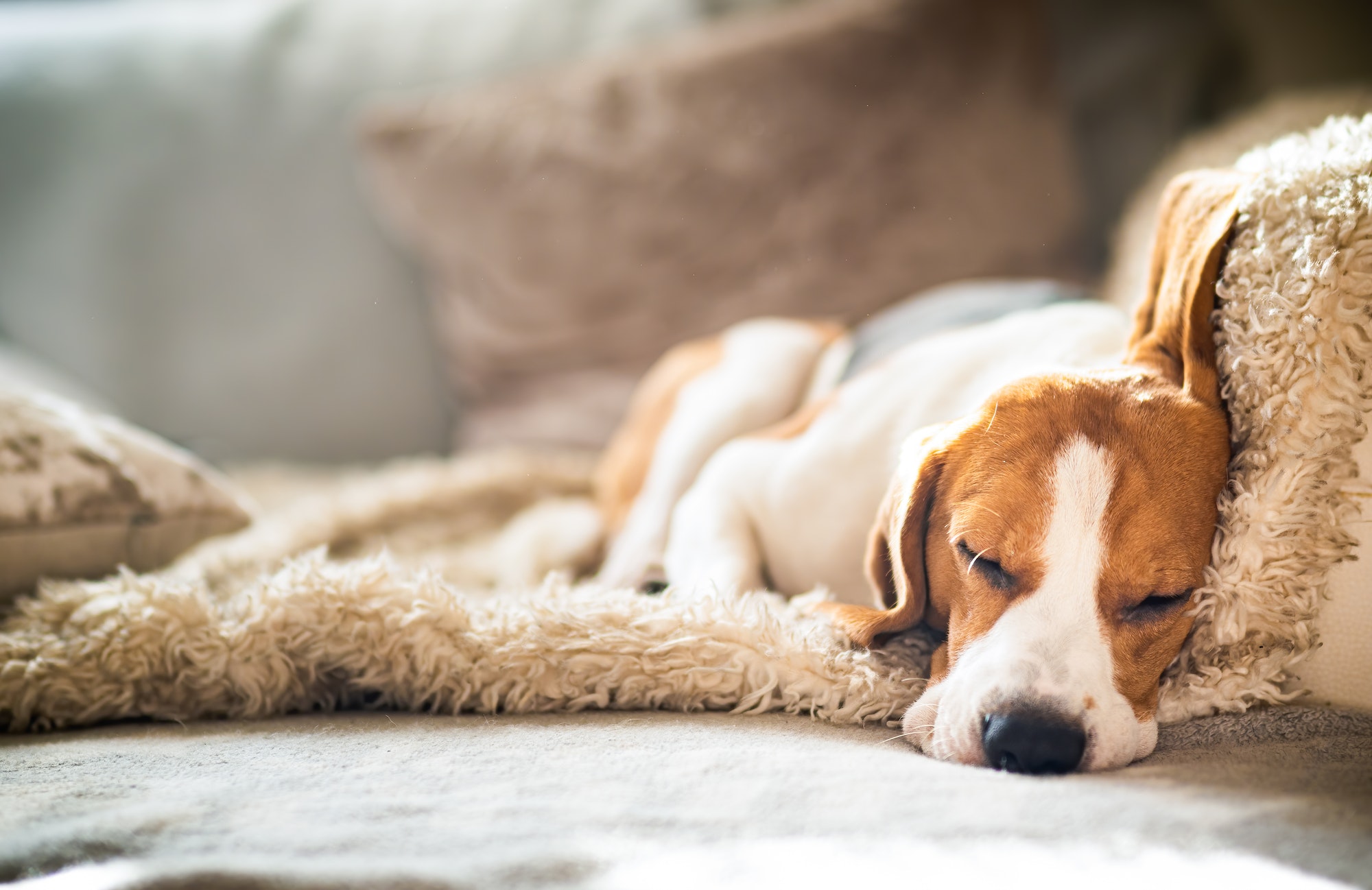 Beagle dog tired sleeps on a cozy sofa in funny position